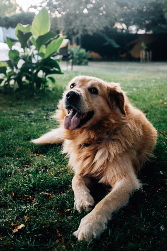 10 Daily Habits to Keep Your Dog Happy, Healthy, and Thriving