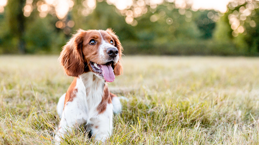50 Fun Facts About Dogs That You May Not Know