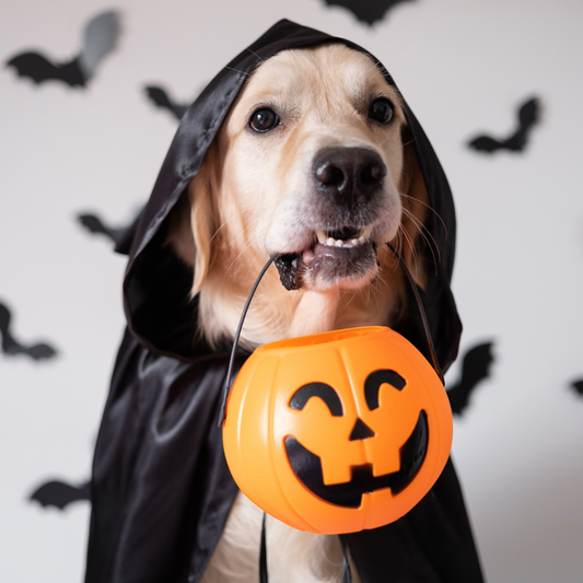 What Dogs Can & Can’t Eat This Halloween | Safe Treats for Pups