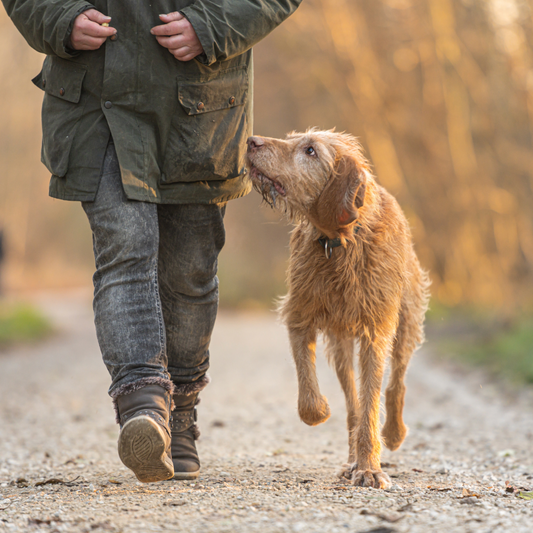 Caring for Senior Dogs: Diet, Exercise & Health Tips for Aging Pets