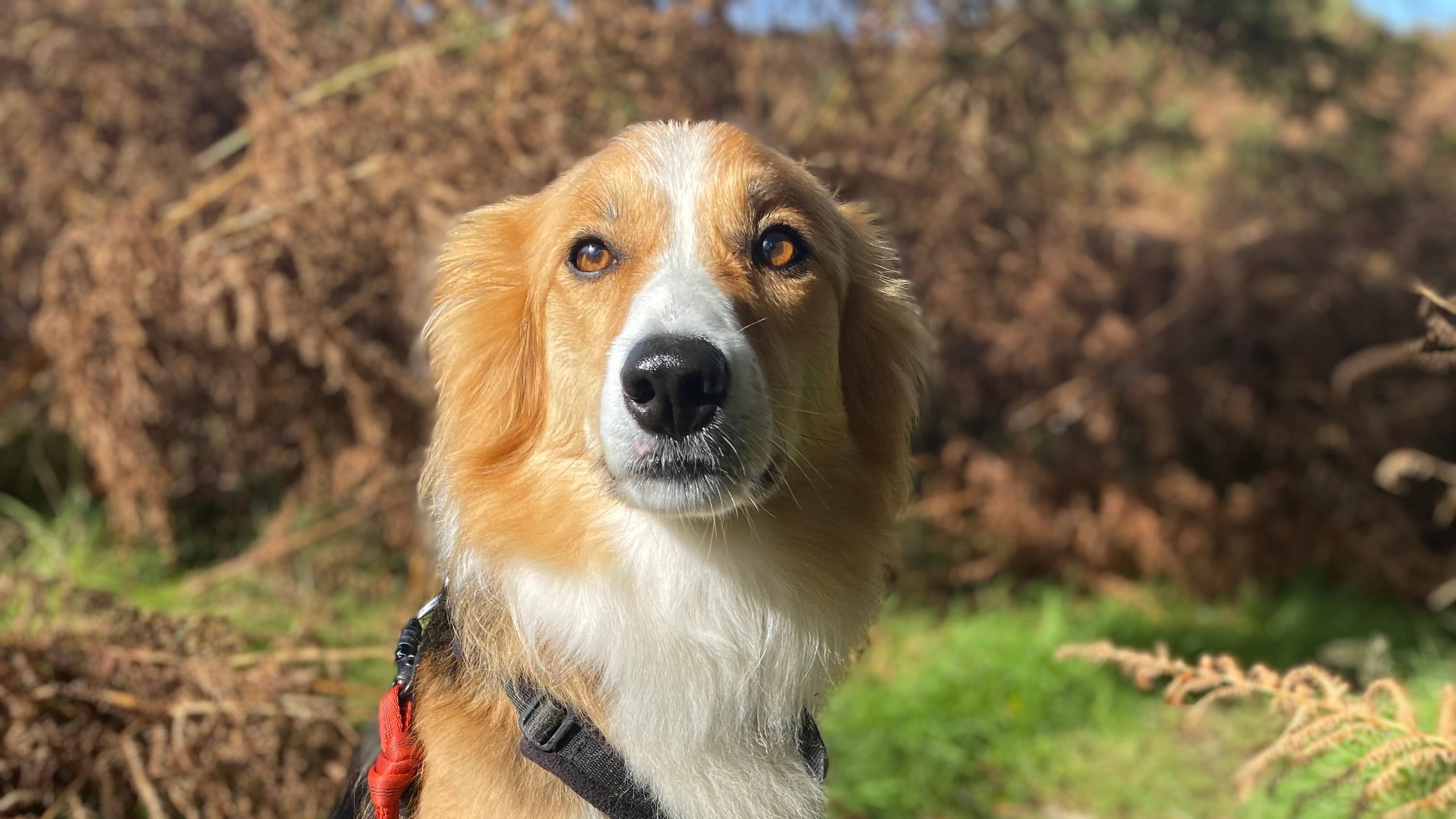 Dog on a leash standing on a grassy path with a natural background