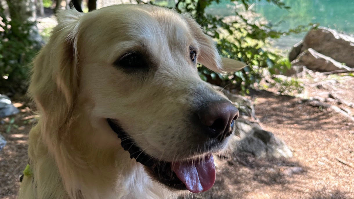 Dog with a tongue out sitting outdoors near trees and water